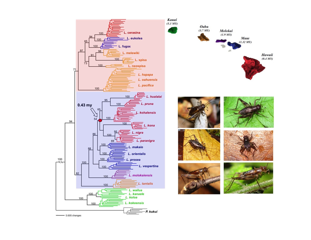 A family tree of Hawaiian crickets