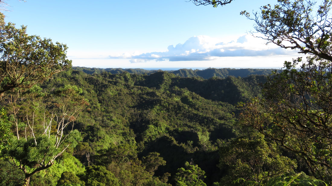 A mountain-high view overlooking a tropical forest